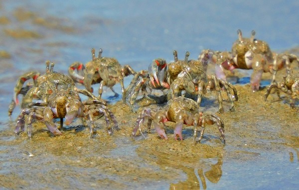  ‘발콩게’ 무리