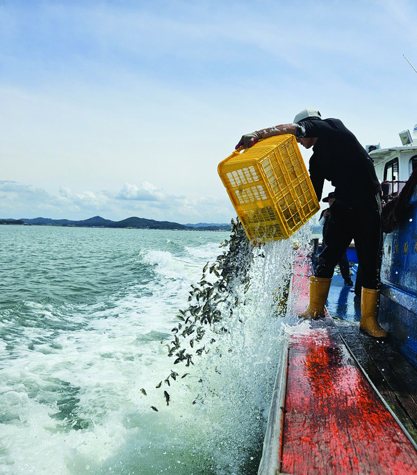지난달 26일 팔봉면 고파도리 해역에서 진행된 양식어류 긴급 방류 모습. 사진은 기사 내용과 직접적 연관은 없음