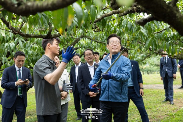 이재명 대통령이 직접 복숭아 나무 가지치기를 하고 있다. [대통령실 제공]