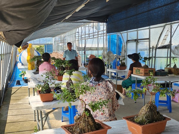 국화 분재 교육하는 모습