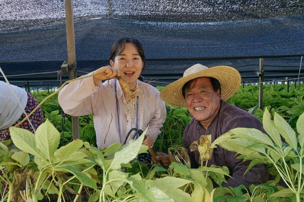 인삼 캐기 체험 모습