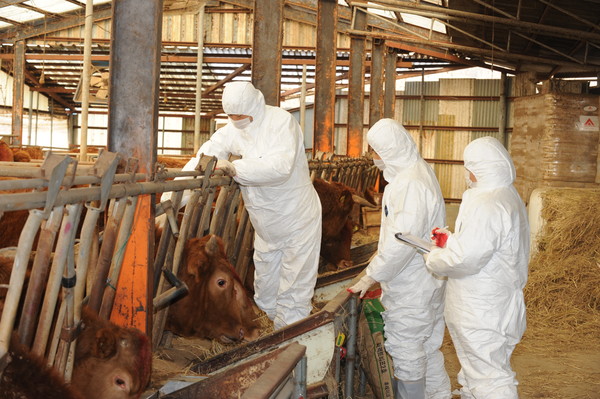 매년 발생하는 가축전염벼 방역을 위해 상당한 규모의 인력이 필요시 되고 있어 대책이 피료하다는 지적이 일고 있다. 사진은 한우농장에서 이뤄지고 있는 백신접종 모습.