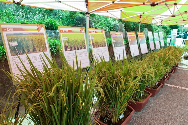 이번 종합평가에 전시한  벼 품종 