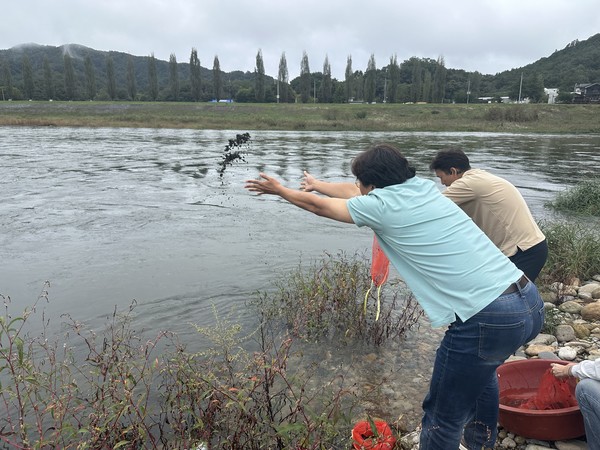 다슬기 방류 모습