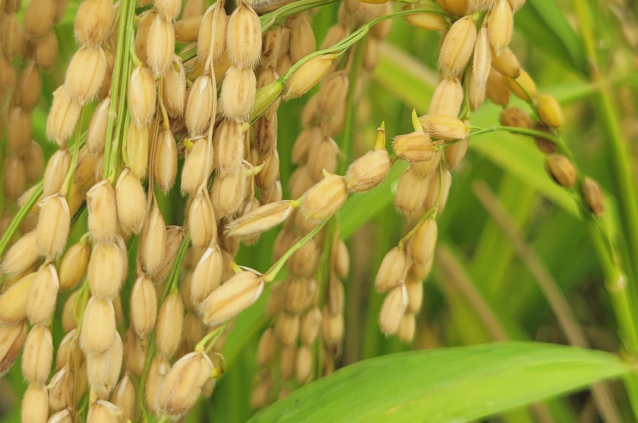 내년 벼농사 대비 '우량종자 확보' 필수 < 충남 < 지역 < 기사본문 - 농수축산신문