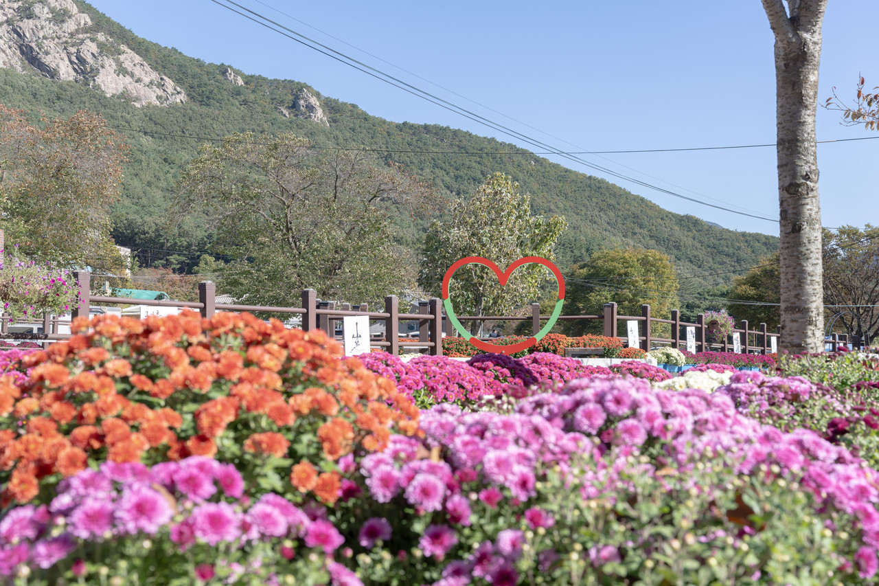 공주 계룡산 무풍공원 국화길 전경