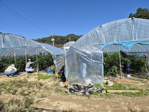금산군청 가족정책과 가을철 농촌 일손돕기 모습