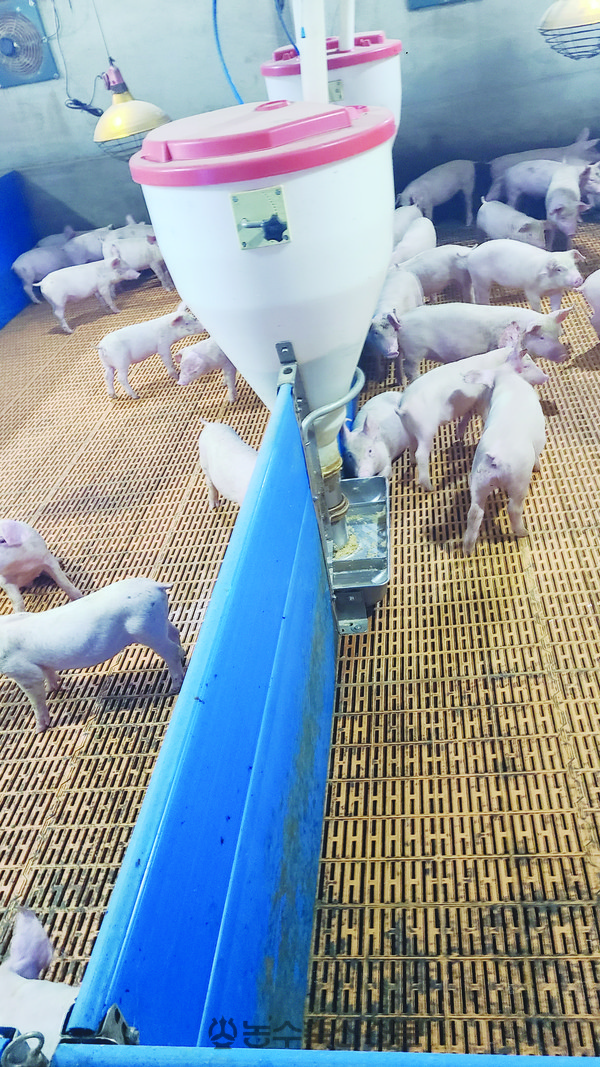 농협경제지주 종돈개량사업소의 육성돈사 내부 모습.