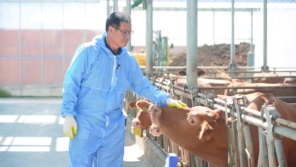 축사 환경개선뿐만 아니라 가축의 관점에서 축사를 설계하고 사육 동물의 스트레스를 줄이기 위한 생산자들의 노력도 지속되고 있다. 제6회 청정축산환경대상에서 대통령상을 받은 이규천 태화한우농장대표가 한우를 돌보는 장면.