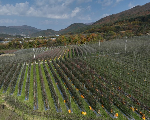 경북도 사과밭 전경