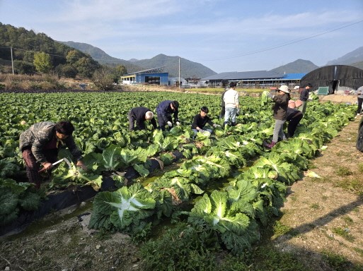 금산군청 건설교통과 직원들이 농촌일손돕기를 하는 모습.