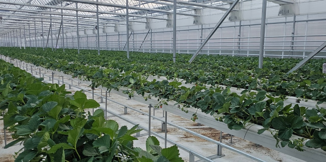 공주시 이인면 주봉지구 충남도 1호 임대형 스마트팜 딸기 스마트온실