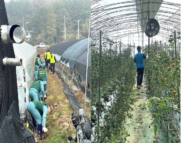 농협대전본부와 보라미 봉사단이 일손을 거두는 모습