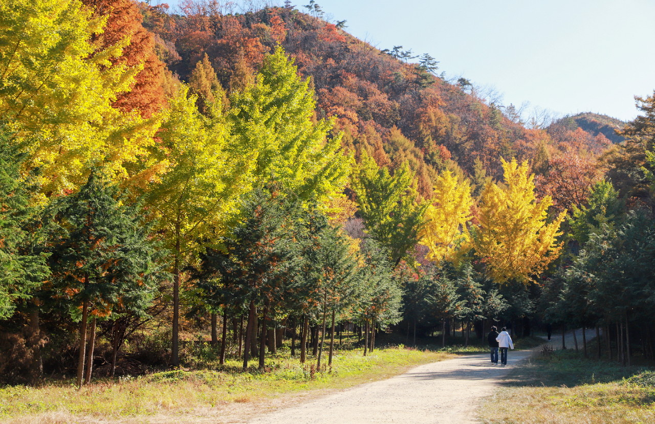 논산의 단풍길