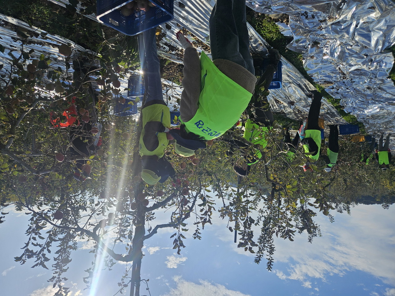 예산군 건축과 직원들 사과 농장 일손돕기