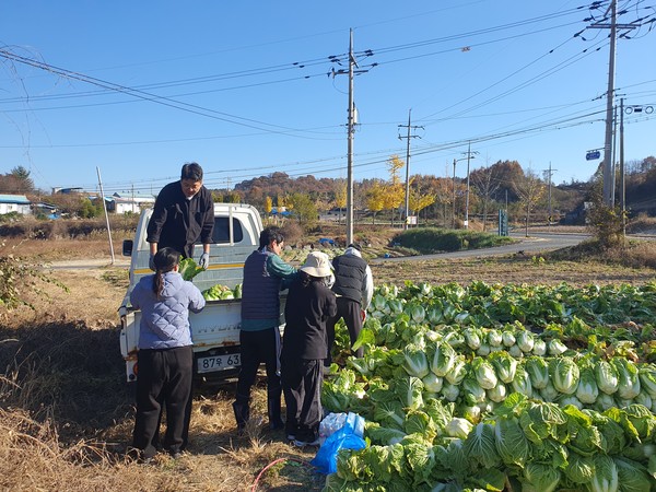 금산읍 직원들이 배추 수확 작업을 하는 모습.