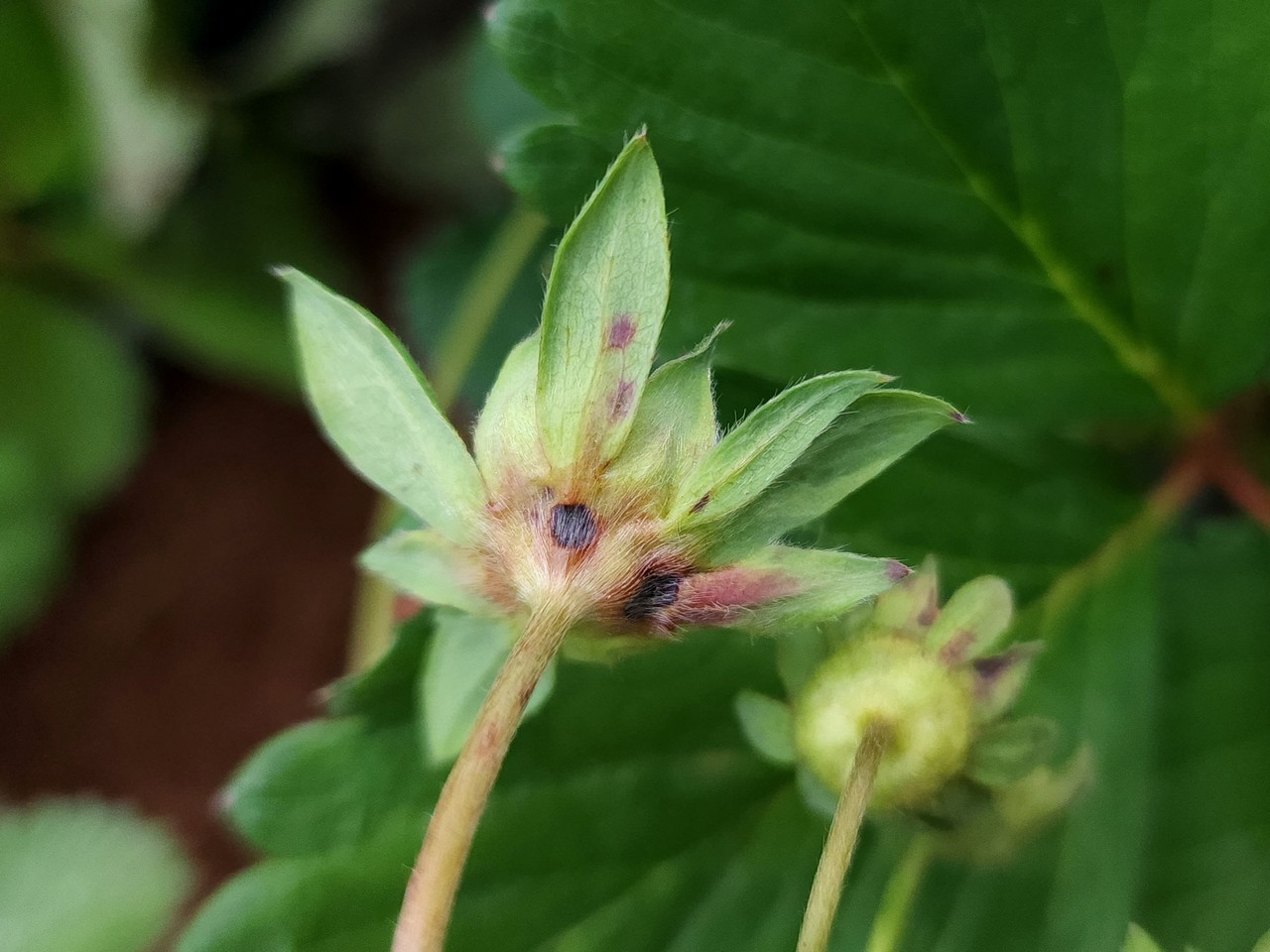 딸기 꽃 탄저병 징후