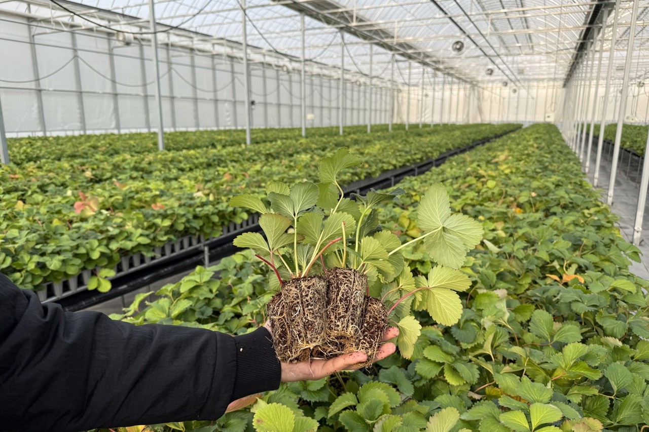 지역 딸기 농가에 조직배양 우량묘를 공급하는 모습