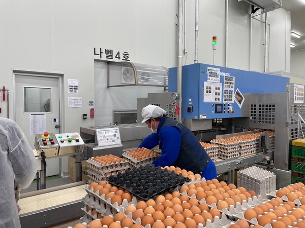 대한산란계협회가 정부의 미국산 계란 수입 발표에 대해 국내 산란계 농가의 방역 의지가 꺾일 수 있다고 우려를 표했다. 사진은 국산 계란을 선별·포장하고 있는 모습.