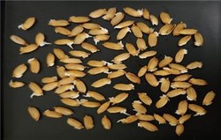 벼 파종기 앞두고 발아지연, 충분히 싹 틔운 후 볍씨 파종해야