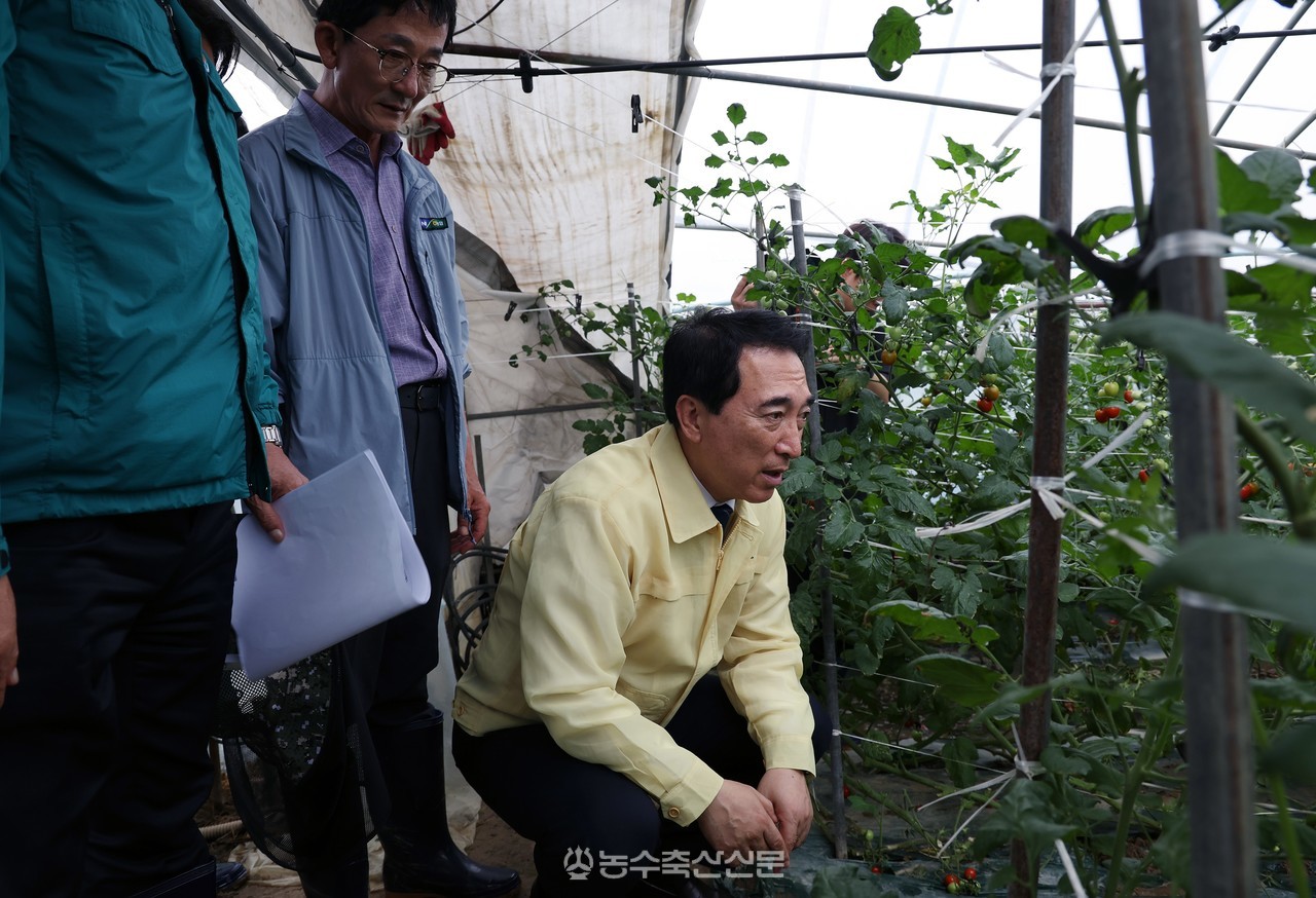 박수현 충남도지사가 부여군 세도면 방울토마토 시설하우스 안에서 작물 상태를 살펴보고 있다. 