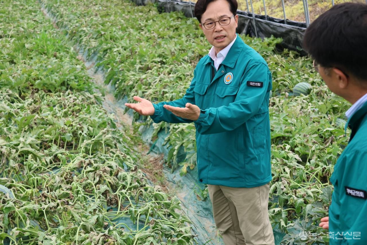 윤용근 의원이 부여 장암면 수박 농가를 찾아 침수 피해 상황을 살피고 있다.