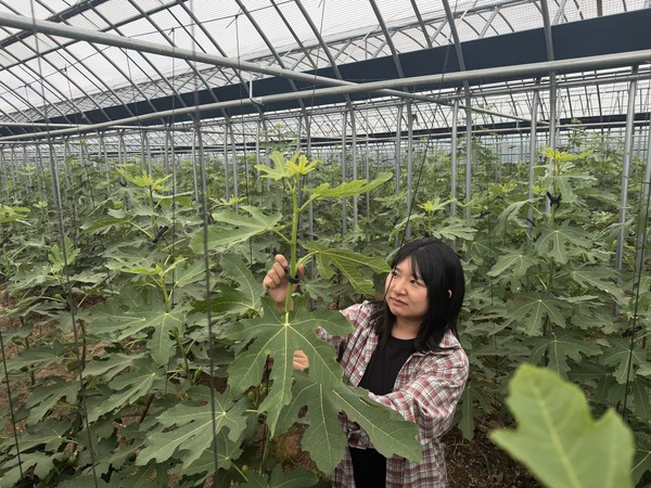 청무화과 농장주 박혜민 씨가 청무화과를 살펴보고 있다.