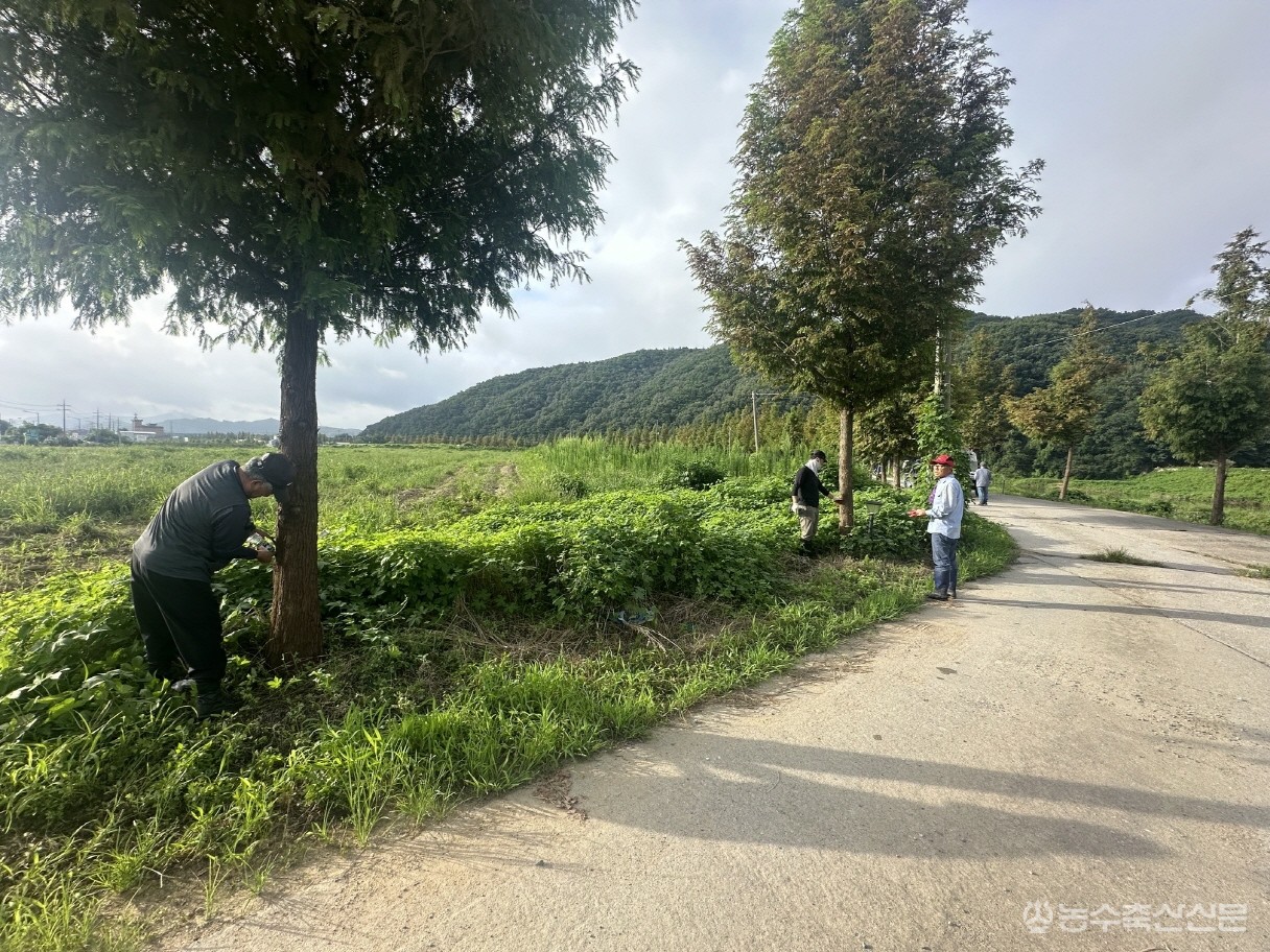 공주시가 우성면 메타세쿼이아길 돌발해충 확산을 막기 위해 긴급 방제 작업을 추진하고 있다.