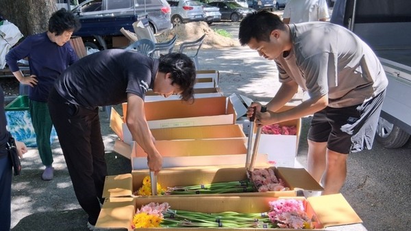 지난 30일 경북 봉화에서 한국화훼자조금협의회의 ‘2026년 절화의무자조금 수급조절 사업’의 일환으로 거베라를 폐기하기 위해 가위로 자르고 있다. [한국화훼자조금협의회 제공]