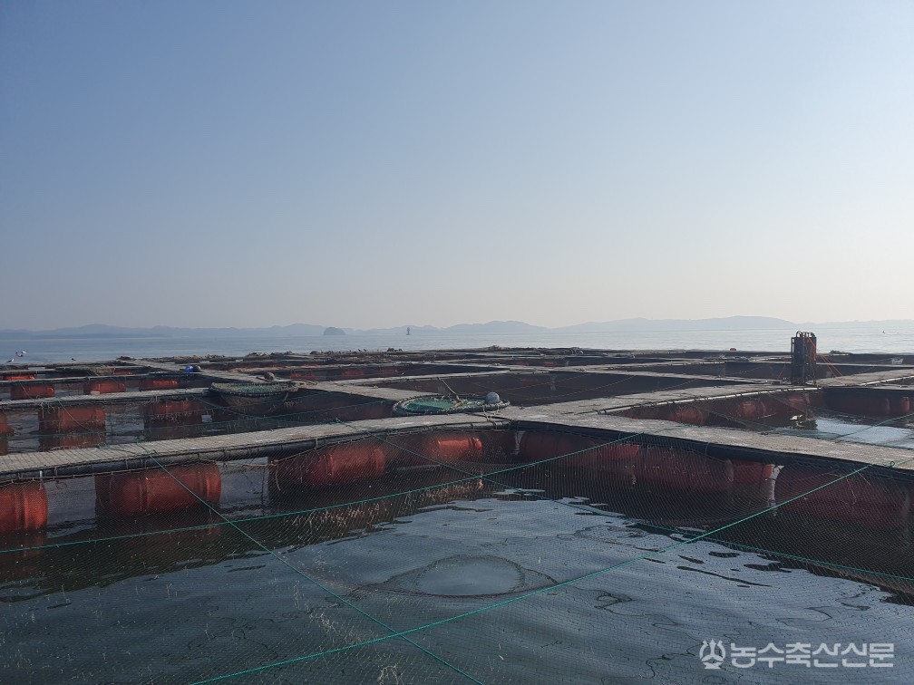 충남 서해에 고수온 경보가 발령된 가운데 보령시 가두리 양식장을 운영하고 있다.