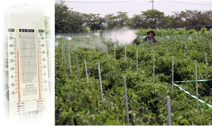 전국이 불가마...농업인·농작물 고온피해 주의 - 뉴스 썸네일 이미지