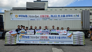 부안농협 신동진 쌀, 캐나다 수출 쾌거 - 뉴스 썸네일 이미지