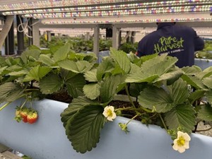 플랜티팜, UAE 수직농장 본격 상업 운영 돌입 - 뉴스 썸네일 이미지