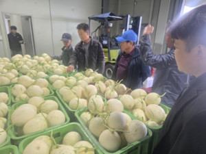 아시아종묘 '실버스타' 멜론, 함안서 올해 첫 출하 - 뉴스 썸네일 이미지