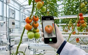 충남도농기원, 토마토 '속까지 본다’…AI로 라이코펜 실시간 예측