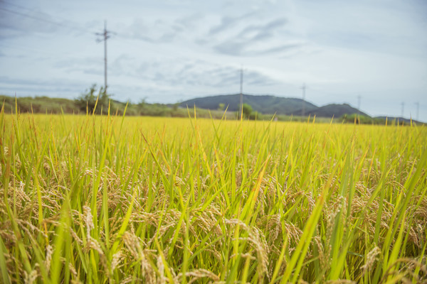 Comprehensive Farmland Survey: Measures to Expand Demand to Alleviate On-Site Anxiety Must Be Introduced