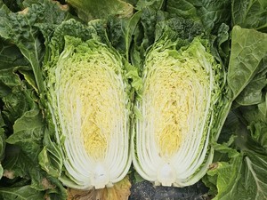 아시아종묘, 조생 배추 5개 신품종 보호출원 - 뉴스 썸네일 이미지